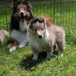 Bulldog and Shetland Sheepdog Puppies from Smooch-A-Bulls English Bulldogs & M&M Shelties