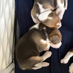 Harrier Puppies from Darkfire Harriers