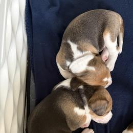 Harrier Puppies from Darkfire Harriers