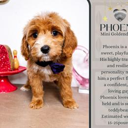 Phoenix - Red  male Goldendoodle puppy in Hilton, New York from The House of Goldendoodle