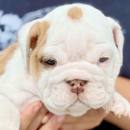 Teddy - Fawn and white male Bulldog puppy in Fort Oglethorpe, Georgia from Jhuntfrenchies