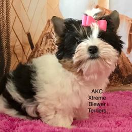 Hotshots girl - Black tan and white female Biewer Terrier puppy in Jonestown, Pennsylvania from AKC Xtreme Biewer Terriers...