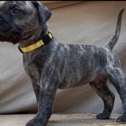 Yellow Collar Female - Tiger female Perro de Presa Canario puppy in Raleigh, North Carolina from Kings Court Kennel