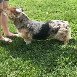 American Corgi and Pembroke Welsh Corgi All Grown Up from Circle D Corgis