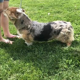 American Corgi and Pembroke Welsh Corgi All Grown Up from Circle D Corgis