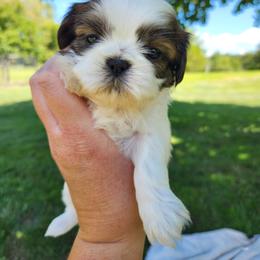 Bingo - Brindle and white female Shih Tzu puppy in Wolcottville, Indiana from Ducky's Doodles