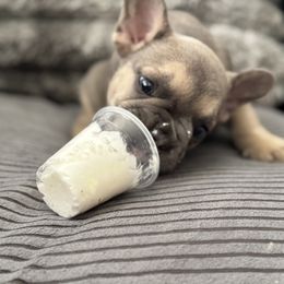 French Bulldog Puppies from Cert. Frenchies