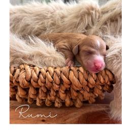 Rumi - Red  female Goldendoodle puppy in Woodland Hills, Utah from The Fairy Paw Mother