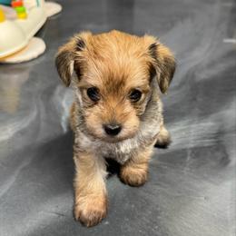 Nougat - Black and gold male Morkie puppy in Tucson, Arizona from Sun-Kissed Morkies