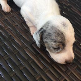 Bubbles - Piebald female Dachshund puppy in Cedar Rapids, Iowa from Paulassillydogs