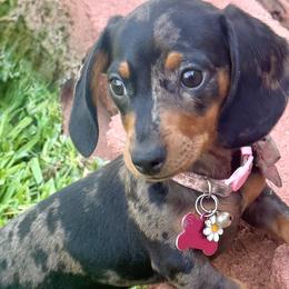 Dachshunds and English Springer Spaniels from M L Springers/ Texas Legacy Dachshunds