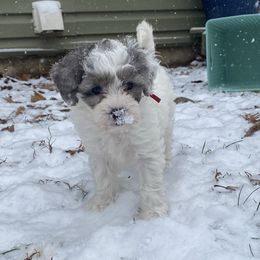 Oleander - Parti female Goldendoodle puppy in Eaton, Ohio from Dezi’s Sonshine Doodles