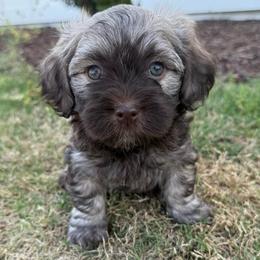 Male 3 - Silver sable male Havanese puppy in Douglas, Georgia from Huffer Hounds and Havanese