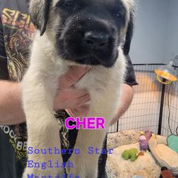 Cher (FEMALE)(pink) - Fawn female Mastiff puppy in Conroe, Texas from Southern Star English Mastiffs