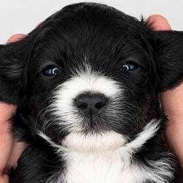Shuri - Black and white female Cavapoo puppy in Fayette County, Ohio from Happy Tails