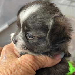 Sparky - Blue brindled fawn male Chihuahua puppy in Tecumseh, Oklahoma from Callie’s Happy Chihuahuas, Callie’s Happy Treasures LLC