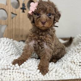 Sienna-Brown Collar - Chocolate merle female Bernedoodle puppy in Oak Hills, California from High Desert Doodles