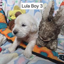 Lula Boy 3 - Light golden male Golden Retriever puppy in Niles, Michigan from Composer Goldens
