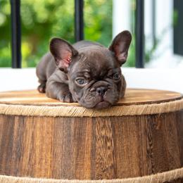 Belgian Malinois and French Bulldog Puppies from Hershel's