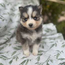 Aspen - Black and white male Pomsky puppy in Mesa, Arizona from Platinum Pomskies