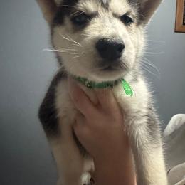 Green Collar - Gumdrop - Black and white male Siberian Husky puppy in Paola, Kansas from East Inn Huskies