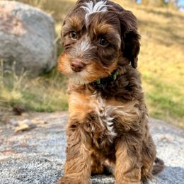 Pumpkin - Tri-color female Australian Labradoodle puppy in Helena, Montana from Labradoodles of Montana