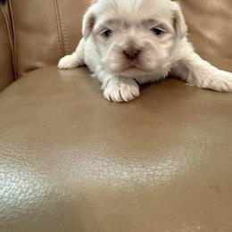 Pax - White male Shih Tzu puppy in York, South Carolina from Brinklee's Babies