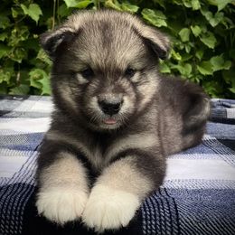 Garth - Agouti and white male Alaskan Malamute puppy in Michigan from Warrior’s Legacy Alaskan Malamutes