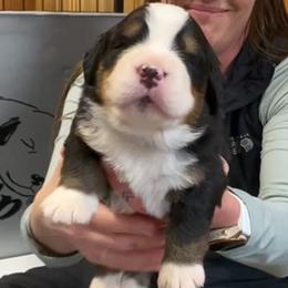 Blue Collar Male - Black rust and white male Bernese Mountain Dog puppy in Bristol, Tennessee from Holston Hollow Farm