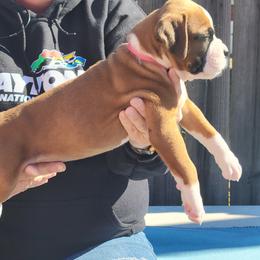 Boxer All Grown Up from Cerise's Boxers