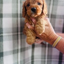 Buttercream - Red female Cavapoo puppy in Statesville, North Carolina from Circle T Ranch K9s