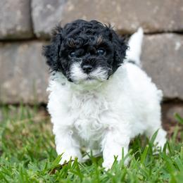 Tucker - Black and white male Cavapoo puppy in Gurdon, Arkansas from Franklin Ranch Pups