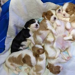 Cavalier King Charles Spaniel Puppies from Poor Ridge Ranch