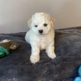 Boy 1 - White and buff male Bichon Frise puppy in Greensboro, North Carolina from Luna Llena Bichons
