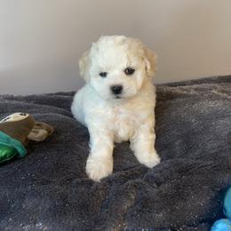 Boy 1 - White and buff male Bichon Frise puppy in Greensboro, North Carolina from Luna Llena Bichons