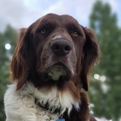 Drentsche Patrijshonds from Upland Hunter