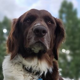 Drentsche Patrijshonds from Upland Hunter