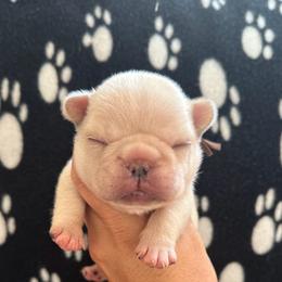 Simon - Cream male French Bulldog puppy in Daviess County, Kentucky from Blissful Euro Boxers, Dobermans & French Bull Dogs