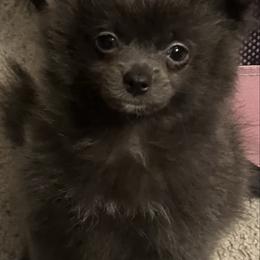Misty - Blue female Pomeranian puppy in Brentwood, California from Royalpawpoms