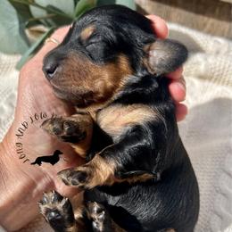 Black and Tan - Black and tan female Dachshund puppy in Nampa, Idaho from Long_and_Low_Dachshunds