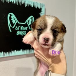 Girl 2 - Sable Pembroke Welsh Corgi puppy in Fallbrook, California from Le Rêve Corgis