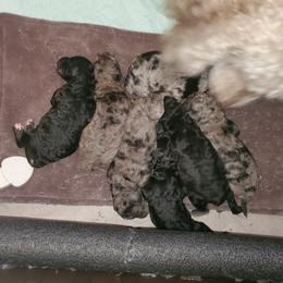 Aussiedoodle and Goldendoodle Puppies from Law Doodles of SC