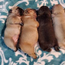 Boston Terrier, Boxer, and French Bulldog Puppies from Azaleas Euro Boxers & Boston Terriers