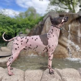 Patrick - American Hairless Terrier