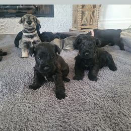 Miniature Schnauzer Puppies from So Cal Schnauzer