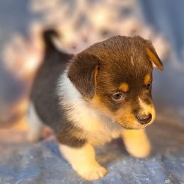 Bluey - Gray and white female American Corgi puppy in Gouverneur, New York from St. Lawrence Corgis