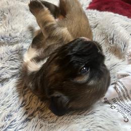Harvey (FLUFFY) - Fawn brindle and white male French Bulldog puppy in Bend, Oregon from High Lakes Frenchies