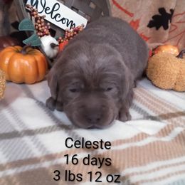Celeste - Silver female Dilute Retriever puppy in Madras, Oregon from GT Labradors