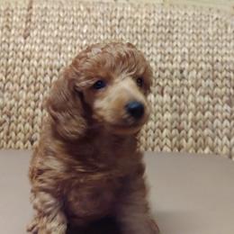 Poodle Puppies from Shiann Poodles
