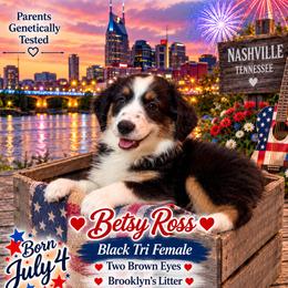Betsy Ross - Black tri female Miniature Australian Shepherd puppy in Nashville, Tennessee from Little B’s Aussies